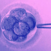 Spanien in der Genforschung , embryonale Stammzellenforschung in Spanien